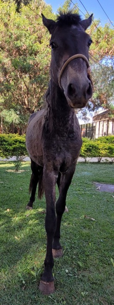 A foto mostra uma égua de pelo castanho malhado, fotografada de frente